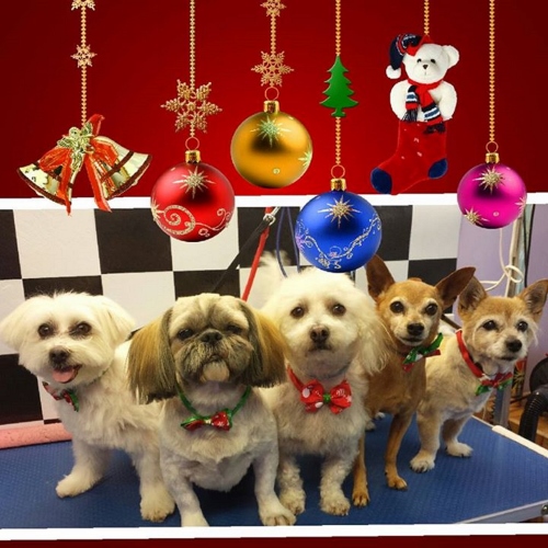 Dogs at Christmas 500 pixels